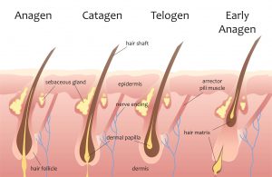 Laser Hair Removal Timeline for My Face: (12 sessions Total Over 2 years) :  r/transtimelines